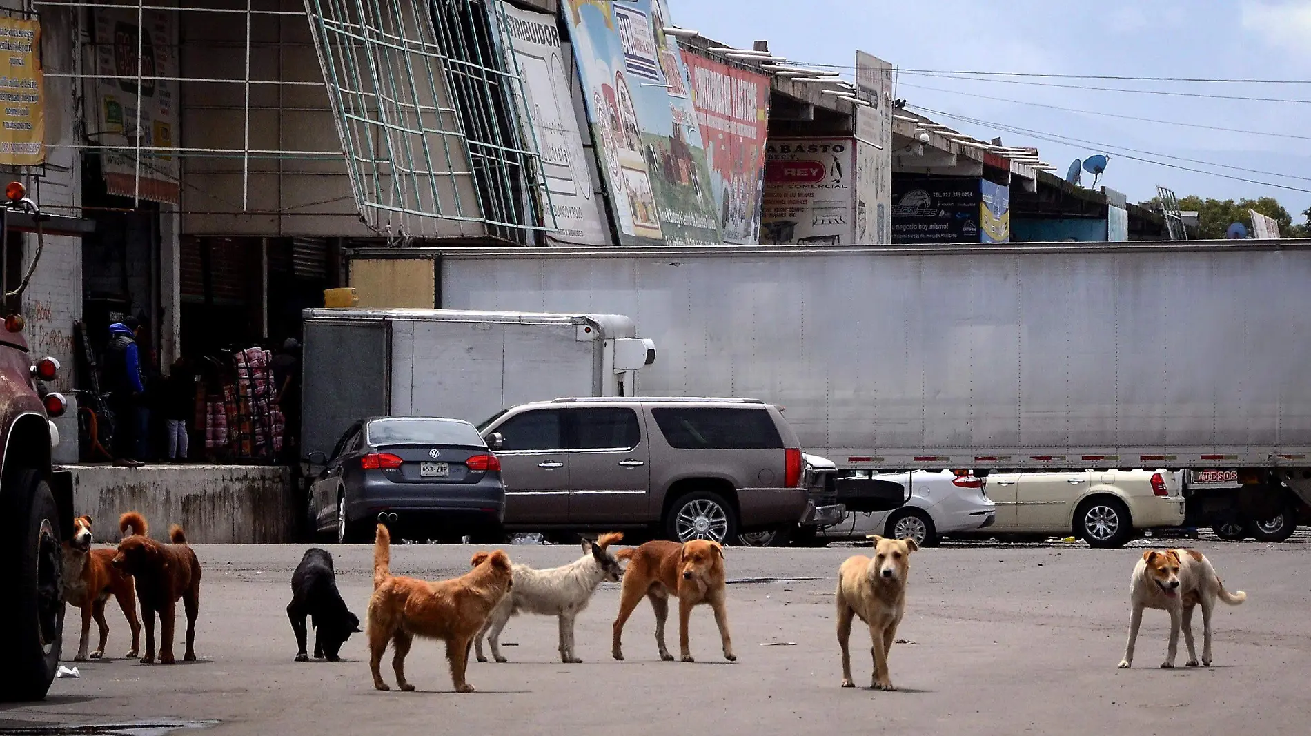 perros callejeros central de abastos de toluca 1